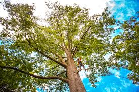 Trusted Zolfo Springs, FL Tree Removal Experts